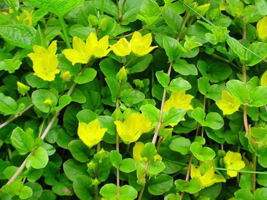 Lysimachia nummularia Green