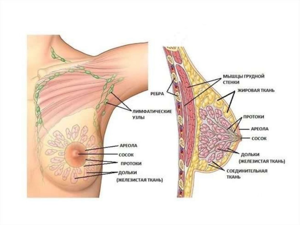 Что означает груди. Строение молочной железы анатомия. Опишите строение молочной железы. Из чего состоит молочная железа. Строение женской грудной железы.
