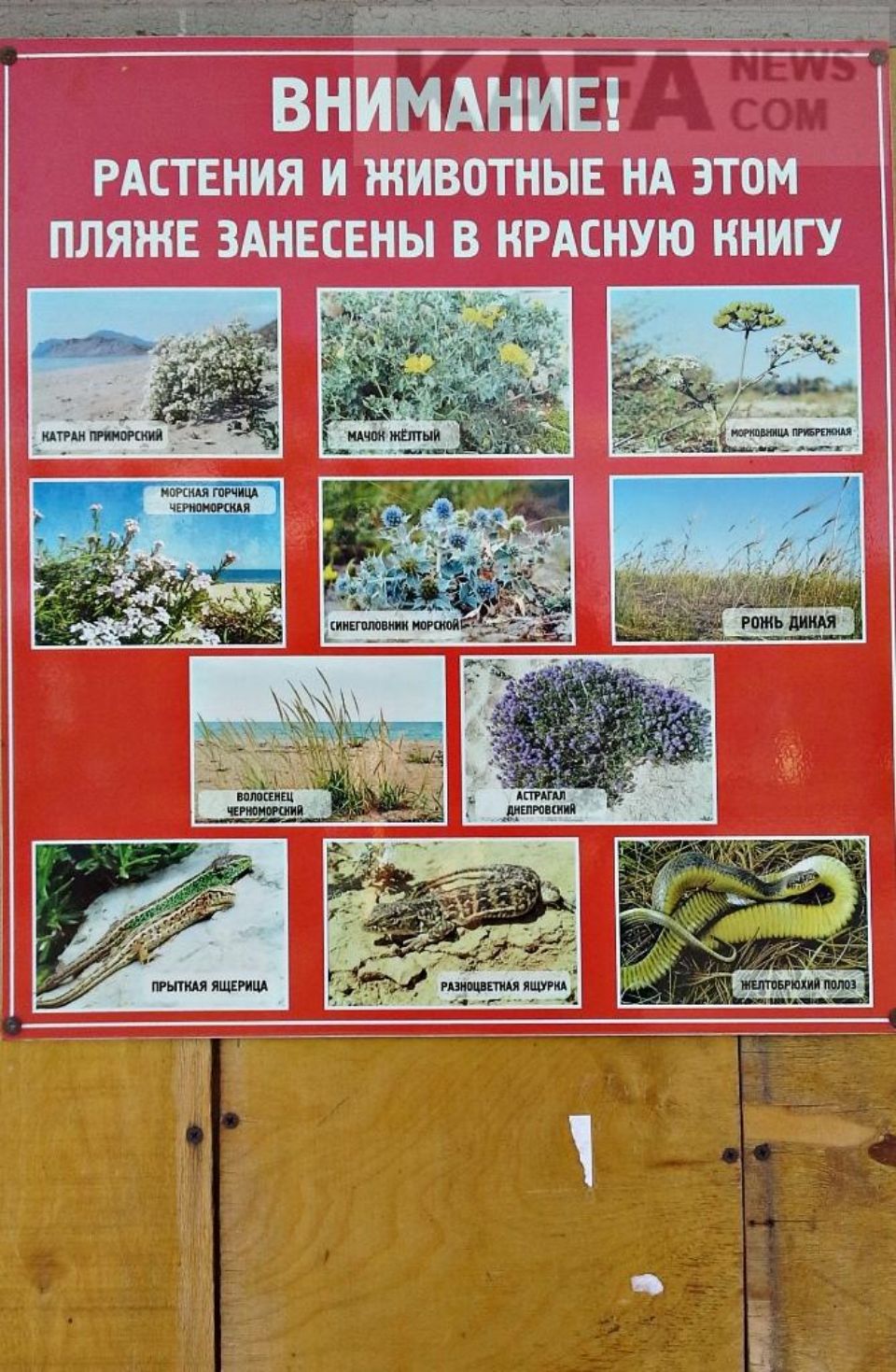 Редкие растения на пляже в Береговом