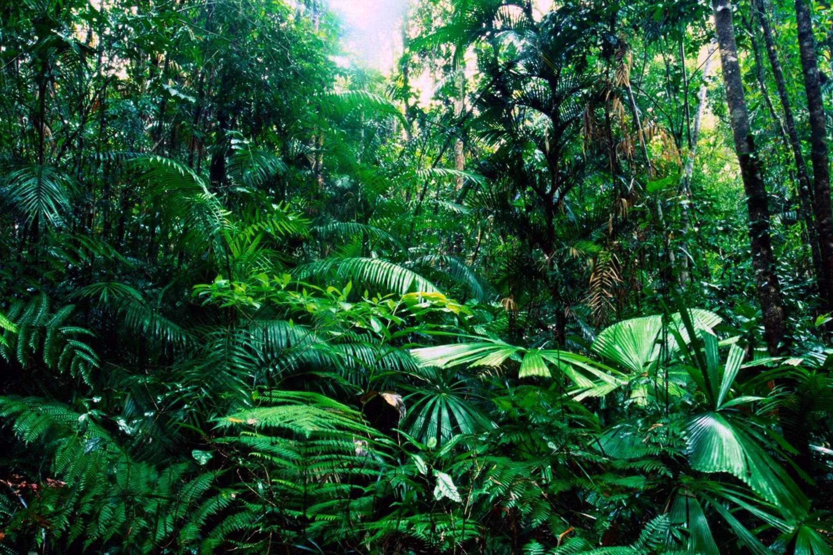 Тропикал Рейнфорест. Тропические леса Африки. Влажные тропические леса Австралии. Тасмания папоротники.